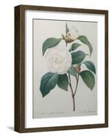 White Camellia-Pierre-Joseph Redoute-Framed Art Print