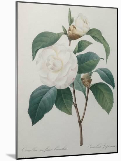 White Camellia-Pierre-Joseph Redoute-Mounted Art Print