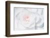 White Camellia-Philippe Sainte-Laudy-Framed Photographic Print