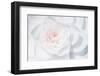 White Camellia-Philippe Sainte-Laudy-Framed Photographic Print
