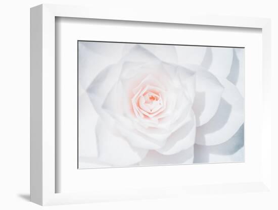 White Camellia-Philippe Sainte-Laudy-Framed Photographic Print