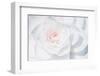 White Camellia-Philippe Sainte-Laudy-Framed Photographic Print