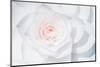 White Camellia-Philippe Sainte-Laudy-Mounted Photographic Print