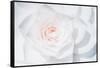 White Camellia-Philippe Sainte-Laudy-Framed Stretched Canvas