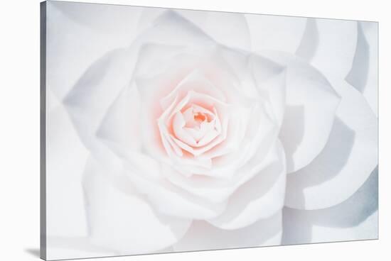 White Camellia-Philippe Sainte-Laudy-Stretched Canvas