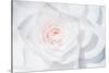 White Camellia-Philippe Sainte-Laudy-Stretched Canvas