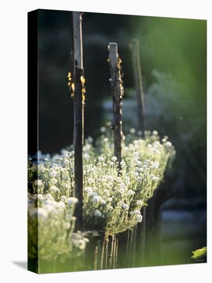 White Camomile in Garden-Joerg Lehmann-Stretched Canvas