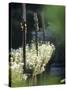 White Camomile in Garden-Joerg Lehmann-Stretched Canvas