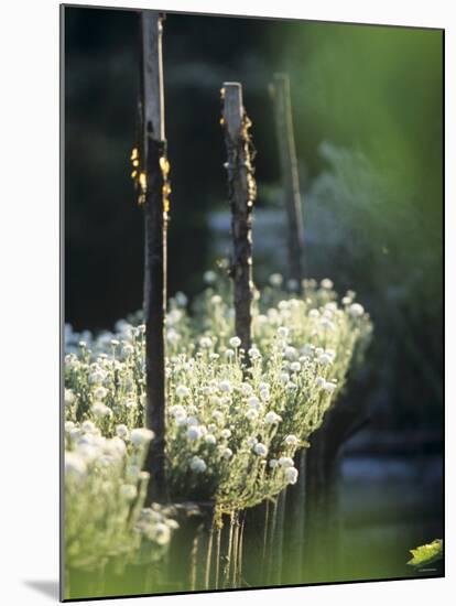 White Camomile in Garden-Joerg Lehmann-Mounted Photographic Print