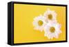 White Camomile on Yellow Background-Yastremska-Framed Stretched Canvas