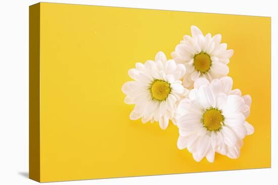 White Camomile on Yellow Background-Yastremska-Stretched Canvas