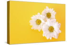 White Camomile on Yellow Background-Yastremska-Stretched Canvas