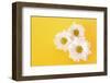 White Camomile on Yellow Background-Yastremska-Framed Photographic Print