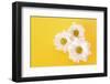 White Camomile on Yellow Background-Yastremska-Framed Photographic Print