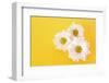 White Camomile on Yellow Background-Yastremska-Framed Photographic Print