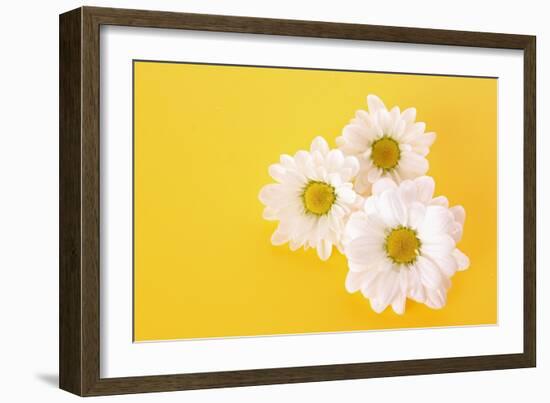 White Camomile on Yellow Background-Yastremska-Framed Photographic Print