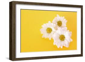 White Camomile on Yellow Background-Yastremska-Framed Photographic Print