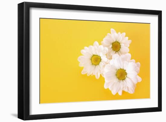 White Camomile on Yellow Background-Yastremska-Framed Photographic Print