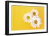 White Camomile on Yellow Background-Yastremska-Framed Photographic Print