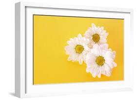 White Camomile on Yellow Background-Yastremska-Framed Photographic Print