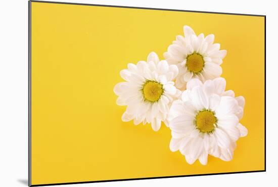 White Camomile on Yellow Background-Yastremska-Mounted Photographic Print