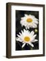 White Camomile-romuald-Framed Photographic Print