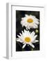 White Camomile-romuald-Framed Photographic Print