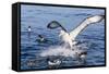 White-Capped Albatross-Michael Nolan-Framed Stretched Canvas