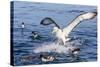 White-Capped Albatross-Michael Nolan-Stretched Canvas