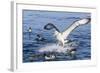 White-Capped Albatross-Michael Nolan-Framed Photographic Print