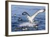 White-Capped Albatross-Michael Nolan-Framed Photographic Print