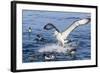 White-Capped Albatross-Michael Nolan-Framed Photographic Print