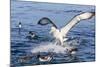 White-Capped Albatross-Michael Nolan-Mounted Photographic Print