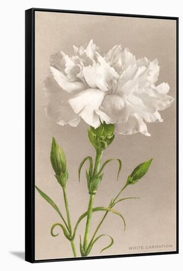 White Carnation-null-Framed Stretched Canvas