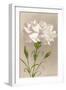 White Carnation-null-Framed Art Print