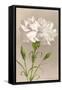 White Carnation-null-Framed Stretched Canvas