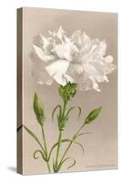White Carnation-null-Stretched Canvas