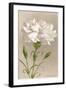 White Carnation-null-Framed Art Print