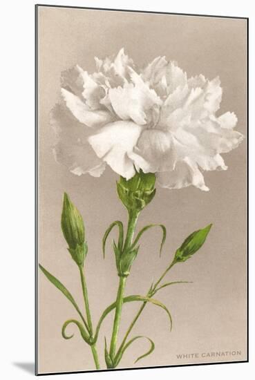 White Carnation-null-Mounted Art Print