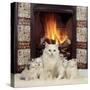 White Cat and Kittens in Front of a Log Fire-Mark Taylor-Stretched Canvas