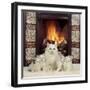 White Cat and Kittens in Front of a Log Fire-Mark Taylor-Framed Photographic Print