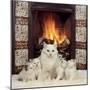 White Cat and Kittens in Front of a Log Fire-Mark Taylor-Mounted Photographic Print