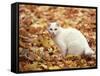 White Cat in Autumn Leaves-Rudi Von Briel-Framed Stretched Canvas