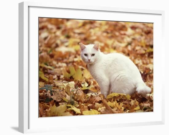 White Cat in Autumn Leaves-Rudi Von Briel-Framed Photographic Print