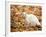 White Cat in Autumn Leaves-Rudi Von Briel-Framed Photographic Print