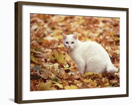 White Cat in Autumn Leaves-Rudi Von Briel-Framed Photographic Print