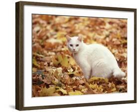 White Cat in Autumn Leaves-Rudi Von Briel-Framed Photographic Print