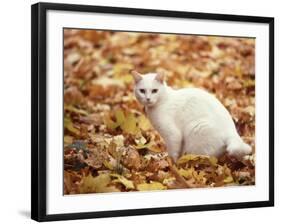 White Cat in Autumn Leaves-Rudi Von Briel-Framed Photographic Print