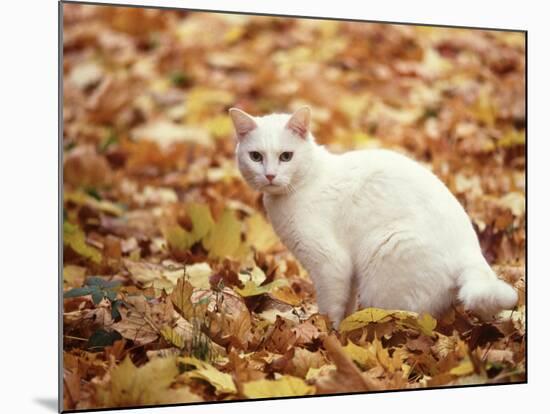 White Cat in Autumn Leaves-Rudi Von Briel-Mounted Photographic Print