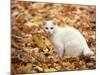 White Cat in Autumn Leaves-Rudi Von Briel-Mounted Photographic Print
